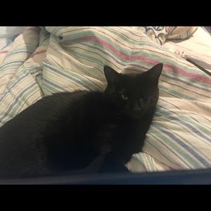 Meet your Posher, Ally